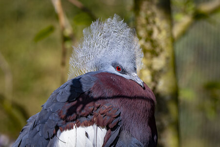 25-04-24_parc-des-oiseaux, _MG_0409