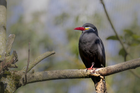 25-04-24_parc-des-oiseaux, _MG_0411