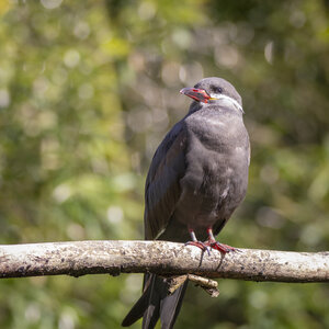 25-04-24_parc-des-oiseaux, _MG_0412