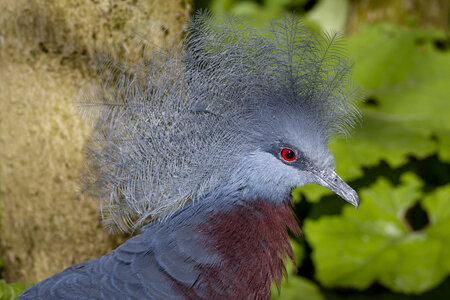 25-04-24_parc-des-oiseaux, _MG_0414