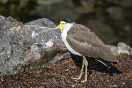 25-04-24_parc-des-oiseaux, _MG_0421