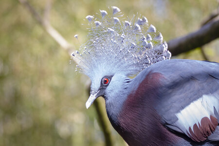 25-04-24_parc-des-oiseaux, _MG_0423