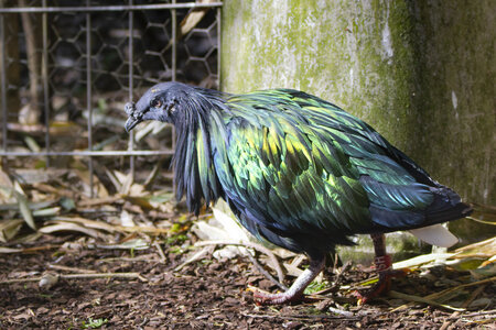 25-04-24_parc-des-oiseaux, _MG_0429
