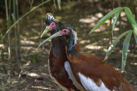 25-04-24_parc-des-oiseaux, _MG_0434
