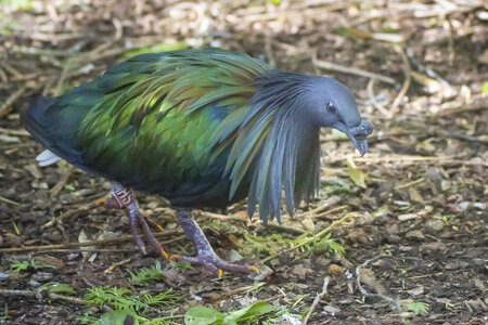 25-04-24_parc-des-oiseaux, _MG_0443