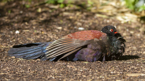 25-04-24_parc-des-oiseaux, _MG_0448