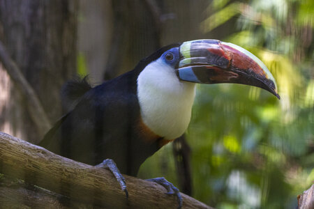 25-04-24_parc-des-oiseaux, _MG_0451