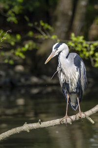 25-04-24_parc-des-oiseaux, _MG_0456