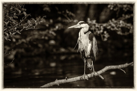 25-04-24_parc-des-oiseaux, _MG_0457-Modifier