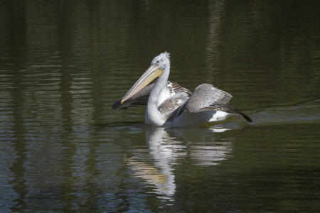 25-04-24_parc-des-oiseaux, _MG_0458