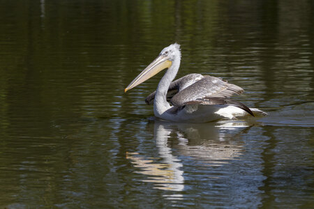 25-04-24_parc-des-oiseaux, _MG_0459