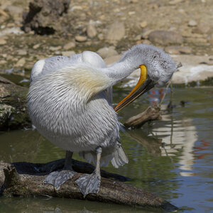 25-04-24_parc-des-oiseaux, _MG_0462