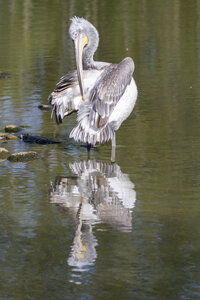 25-04-24_parc-des-oiseaux, _MG_0463