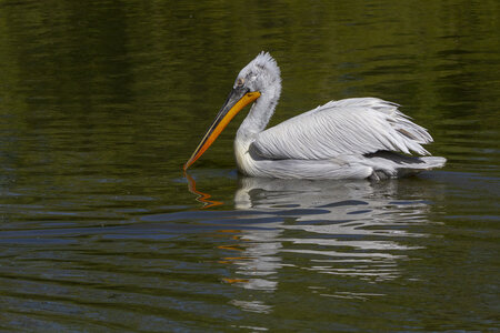 25-04-24_parc-des-oiseaux, _MG_0467