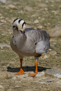 25-04-24_parc-des-oiseaux, _MG_0470
