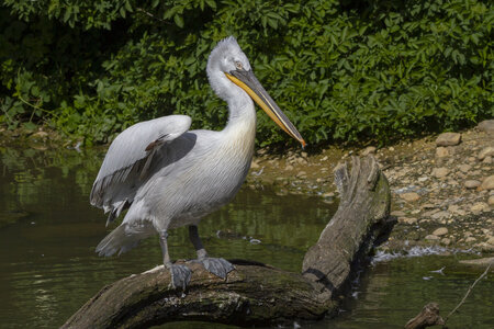 25-04-24_parc-des-oiseaux, _MG_0471