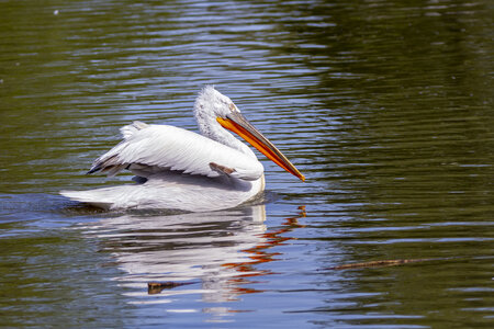 25-04-24_parc-des-oiseaux, _MG_0473