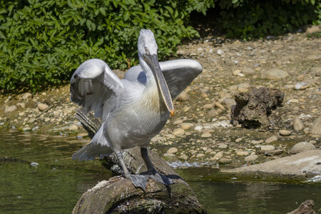 25-04-24_parc-des-oiseaux, _MG_0477