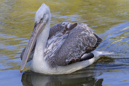 25-04-24_parc-des-oiseaux, _MG_0478
