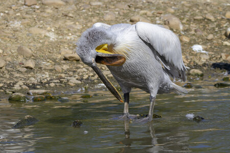 25-04-24_parc-des-oiseaux, _MG_0481