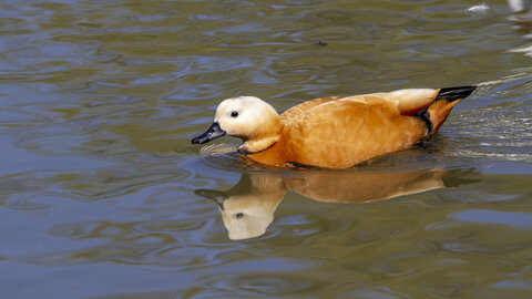 25-04-24_parc-des-oiseaux, _MG_0485