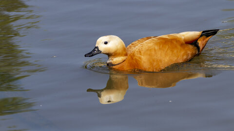 25-04-24_parc-des-oiseaux, _MG_0486