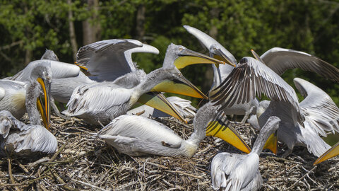 25-04-24_parc-des-oiseaux, _MG_0490
