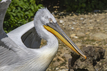 25-04-24_parc-des-oiseaux, _MG_0493