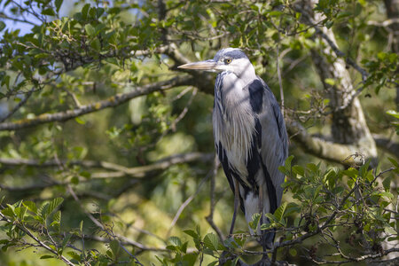 25-04-24_parc-des-oiseaux, _MG_0497