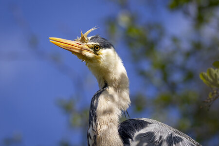 25-04-24_parc-des-oiseaux, _MG_0500