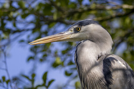 25-04-24_parc-des-oiseaux, _MG_0501