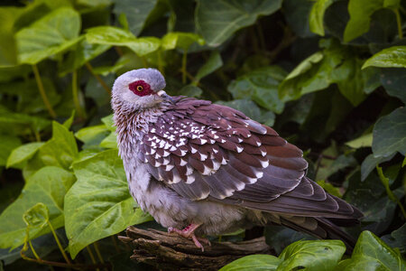 25-04-24_parc-des-oiseaux, _MG_0513