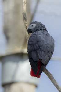 25-04-24_parc-des-oiseaux, _MG_0518
