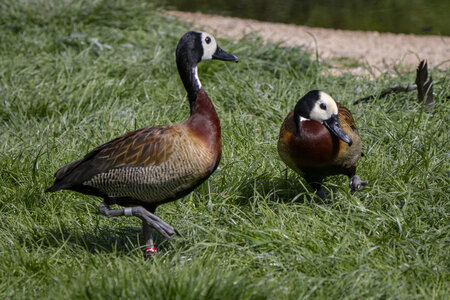 25-04-24_parc-des-oiseaux, _MG_0519
