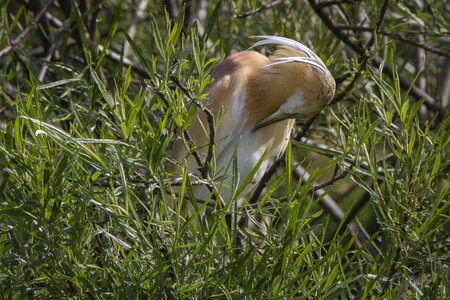 25-04-24_parc-des-oiseaux, _MG_0521