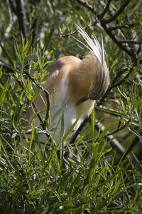 25-04-24_parc-des-oiseaux, _MG_0522