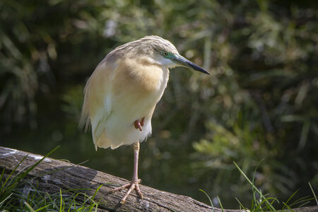 25-04-24_parc-des-oiseaux, _MG_0523