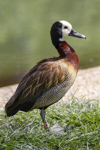 25-04-24_parc-des-oiseaux, _MG_0535