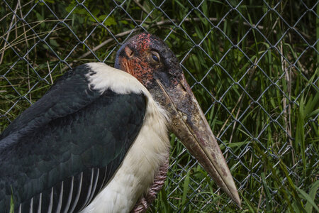 25-04-24_parc-des-oiseaux, _MG_0540