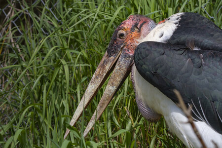 25-04-24_parc-des-oiseaux, _MG_0543