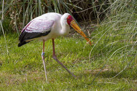 25-04-24_parc-des-oiseaux, _MG_0548