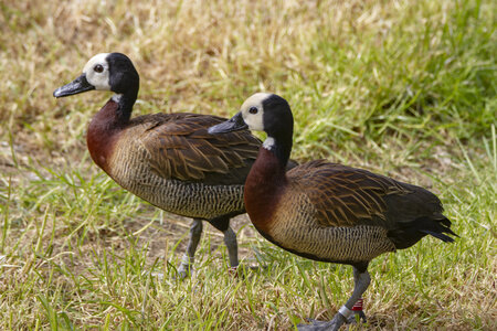 25-04-24_parc-des-oiseaux, _MG_0554