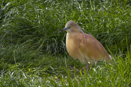 25-04-24_parc-des-oiseaux, _MG_0556