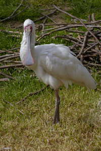 25-04-24_parc-des-oiseaux, _MG_0557
