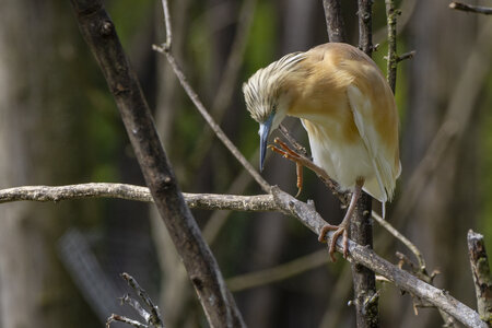 25-04-24_parc-des-oiseaux, _MG_0562
