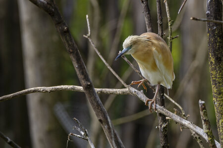 25-04-24_parc-des-oiseaux, _MG_0563