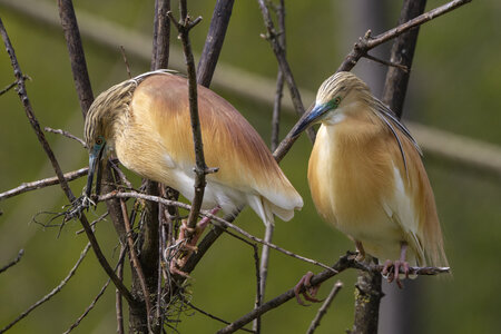 25-04-24_parc-des-oiseaux, _MG_0567
