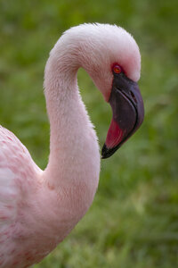 25-04-24_parc-des-oiseaux, _MG_0584