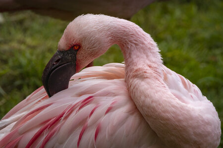 25-04-24_parc-des-oiseaux, _MG_0585