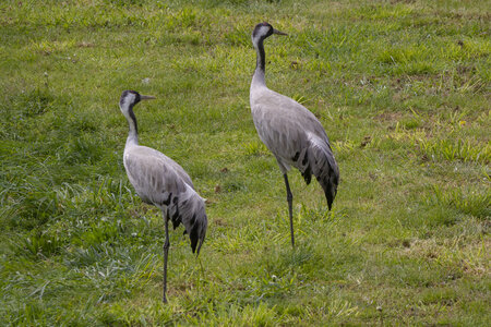 25-04-24_parc-des-oiseaux, _MG_0587